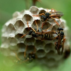 Meet your Posher, Milton